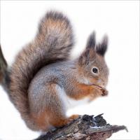 靠墊數(shù)碼印花 外貿(mào)品質(zhì) 色彩豐富 一米起印